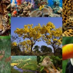 bio brasil bichos