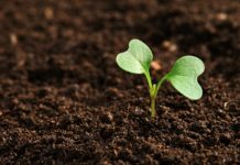 Green Rio realiza webinar sobre bioinsumos e agricultura familiar Goiás bioinsumos