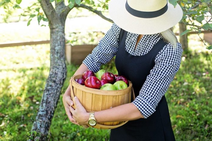 apples-3661799_1280