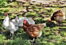 Aves: uma fonte inesperada de energia elétrica