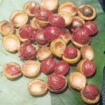 ucuubá