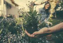 Aprenda a fazer um jardim amigável para quem tem asma jardim, garden, horta