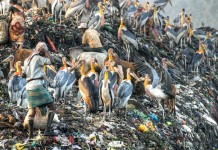Fotos premiadas de ecologia