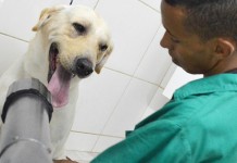 Veterinários de São Paulo cobram preços populares