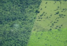 Desmatamento ameaça a vida de 1,3 bilhão de pessoas