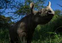 A Jornada do Rinoceronte mostra espécie ameaçada de extinção