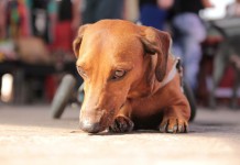 Blog +Pets: Domingo da Campanha “Adote um Pet com Deficiência”