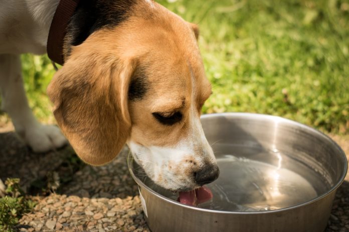 cachorro bebendo água