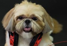 Feira de adoção de animais na BrooklinFest