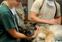 Blog +Pets: Homenagem ao Dia do Veterinário veterinario