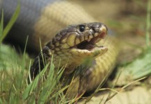 Pode não mudar sua vida, mas é legal saber o segredo de como as cobras deslizam