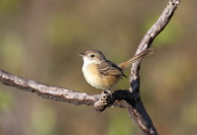 Estudo identifica aves ameaçadas de extinção na reserva do Porto Cajueiro no Norte de Minas