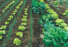 O Agro não pode parar – Impactos na Cadeia Alimentar