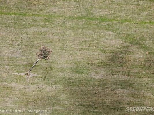 Desmatamento na Amazônia equivale ao estado de São Paulo