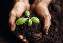 Projeto de sustentabilidade ambiental mobiliza presos