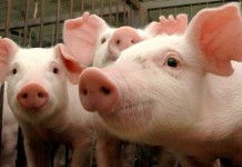 Ministério da Agricultura institui novas regras para trânsito de suínos no país