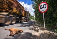 Trânsito mata mais que guerra no Brasil, inclusive animais