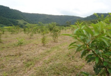Restauração florestal requer pesquisa e investimentos