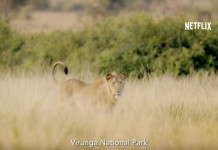 Documentário ambiental: Virunga