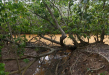 Até que enfim! A ONU entra na lama e o mundo vai saber desastre ambiental