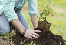 Compensação ambiental: plantar árvores é o suficiente?