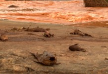 Das montanhas ao mar – a mancha de lama e morte
