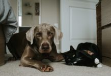 Seu pet pode transmitir doenças? Infelizmente, sim! cão e gato