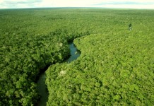 O que a COP de Paris tem a ver com a Amazônia?