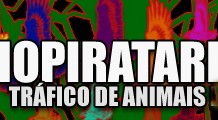 Hoje é dia de combate à biopirataria