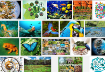 A biodiversidade do dia-a-dia
