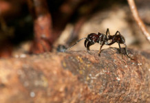 Amazônia abriga cerca de mil espécies de formigas