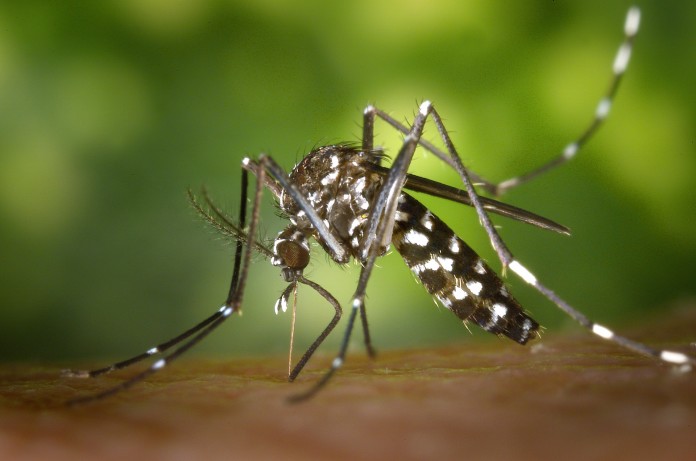 aedes - dengue