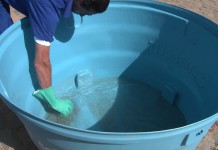 Combate à Dengue: Passo-a-passo da limpeza e imunização de caixa d’água