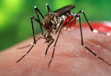 Aedes aegypt provoca situação de emergência no Amazonas