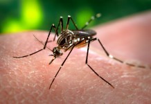 Casos de zika dobram em São Paulo