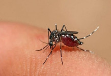 Bom dia, vamos combater o Aedes Aegypti!