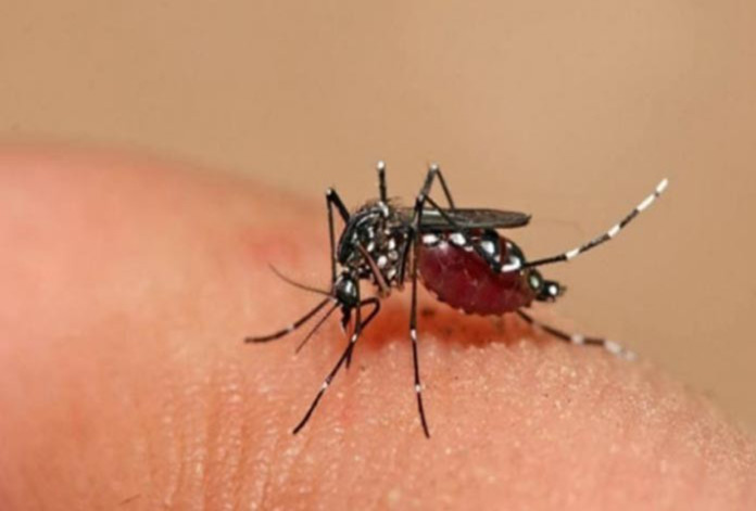 dengue-696x408