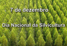 Hoje é o Dia Nacional da Silvicultura