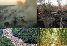 Desmatamento e degradação da floresta amazônica