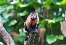 Caça de macacos e antas na Amazônia pode piorar aquecimento global