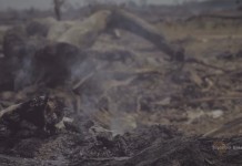 Florestas que deram lugar a Belo Monte