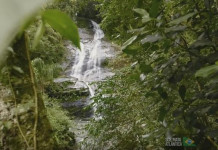 Websérie “Espécies da Mata Atlântica” apresenta histórias sustentáveis para melhorar o planeta