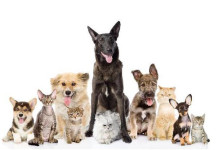 Pet Tudo: Os melhores amigos do homem
