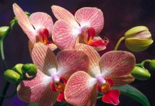 Começa Festival de Orquídeas em Osasco