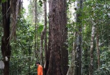 Amazônia tem quase 12 mil espécies de árvores