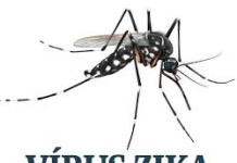 OMS declara zika vírus emergência internacional