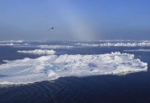 Ártico bateu novo recorde de degelo em janeiro