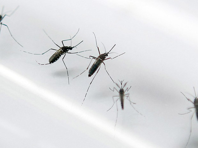 aedes-aegypti
