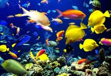 Países se reúnem para proteger a biodiversidade marinha