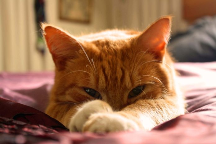 gato gato